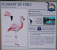 Flamand du Chili, Phoenicopterus chilensis (Photo F. Mrugala) (txt)